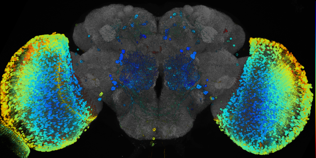 P{GMR32C05-GAL4} expression pattern
