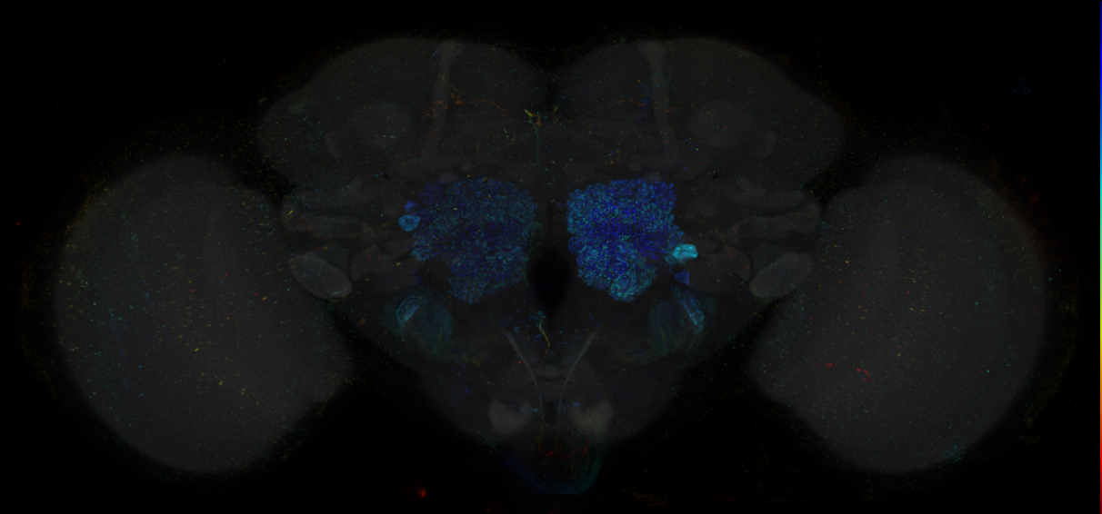 JRC_R28A03 GAL4 in the adult brain