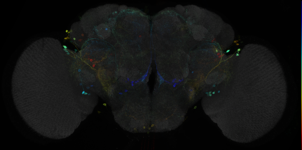 JRC_R22H11 GAL4 in the adult brain