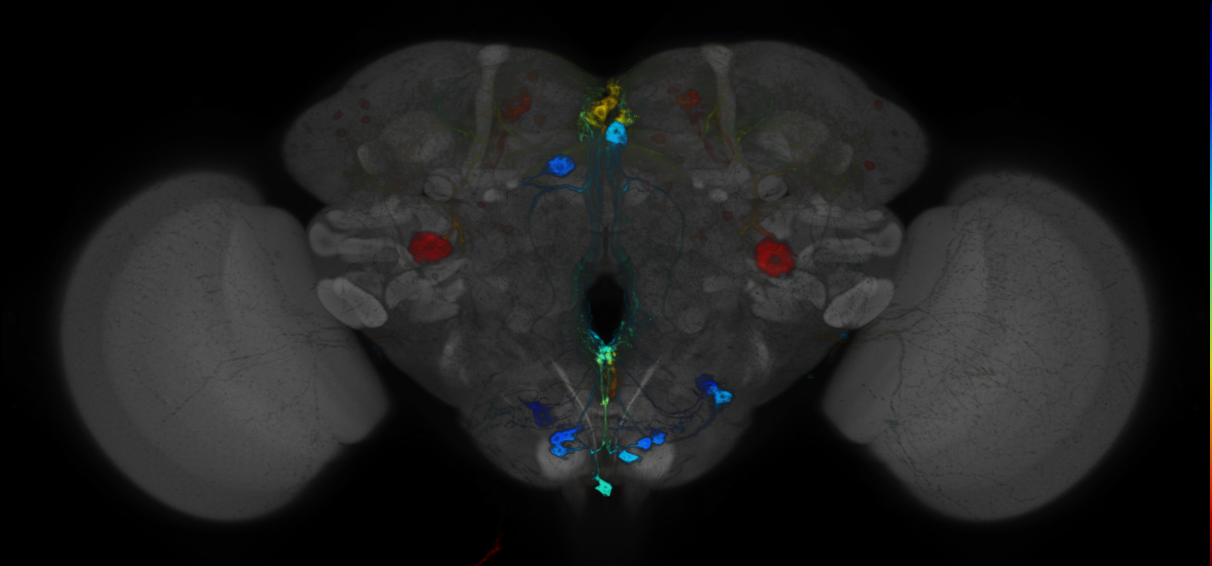 JRC_R77B01 GAL4 in the adult brain