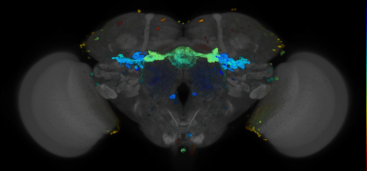 P{GMR76G09-GAL4} expression pattern