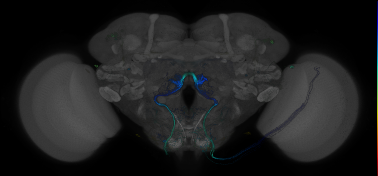 P{GMR44C09-GAL4} expression pattern