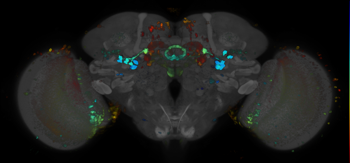P{GMR22G07-GAL4} expression pattern