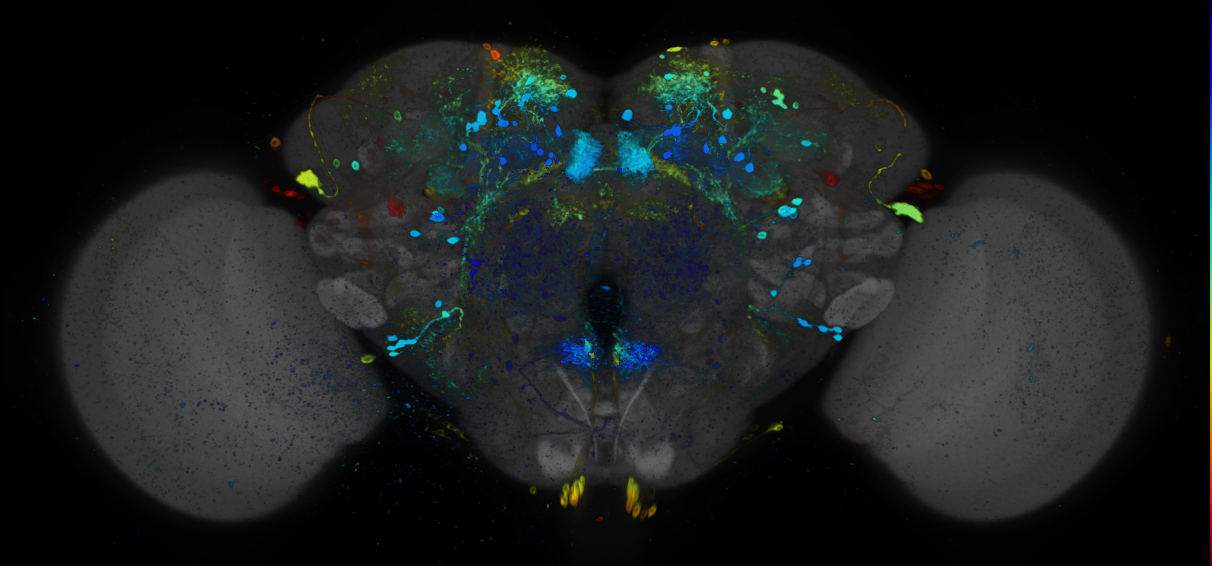 JRC_R89B01 GAL4 in the adult brain
