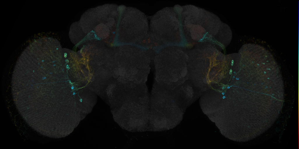 JRC_R20B05 GAL4 in the adult brain