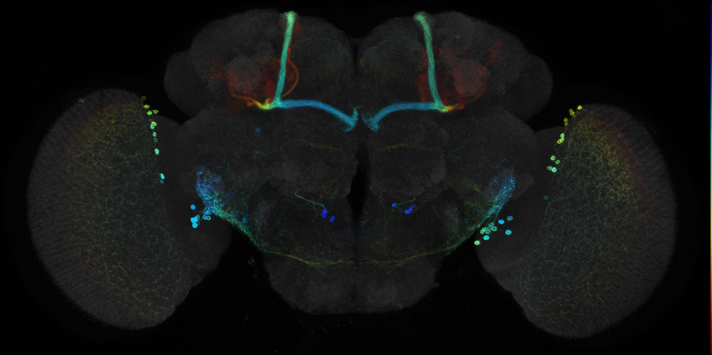 JRC_R27H01 GAL4 in the adult brain