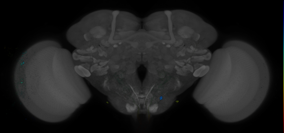 JRC_R56E03 GAL4 in the adult brain