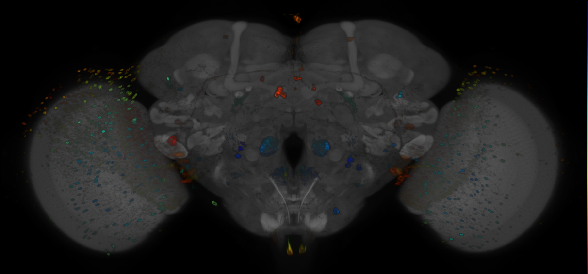 JRC_R72G05 GAL4 in the adult brain