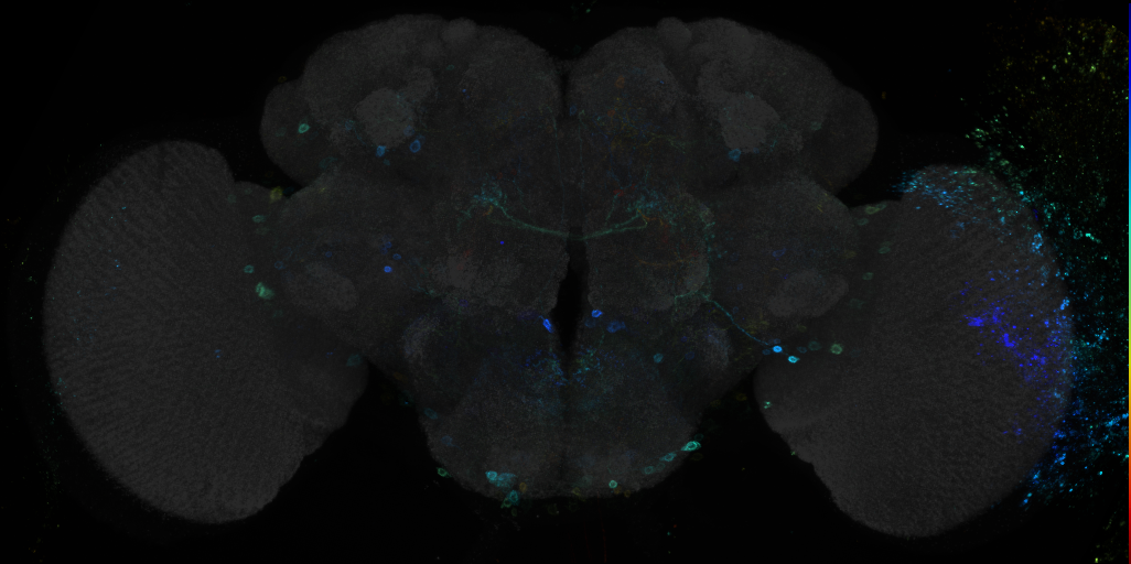 JRC_R70F04 GAL4 in the adult brain