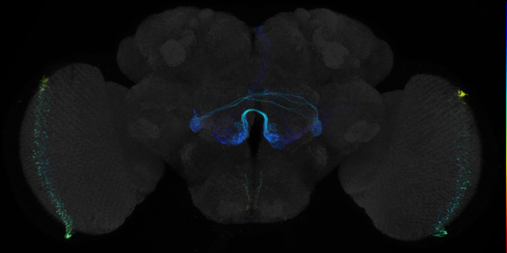 JRC_R36C06 GAL4 in the adult brain