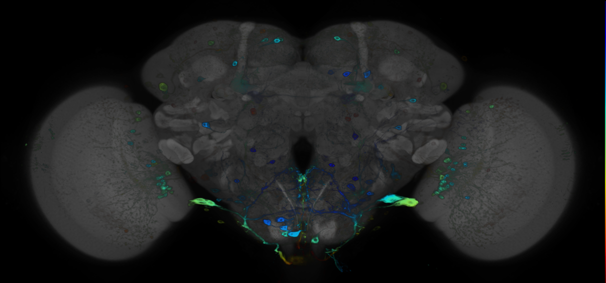 JRC_R45G08 GAL4 in the adult brain