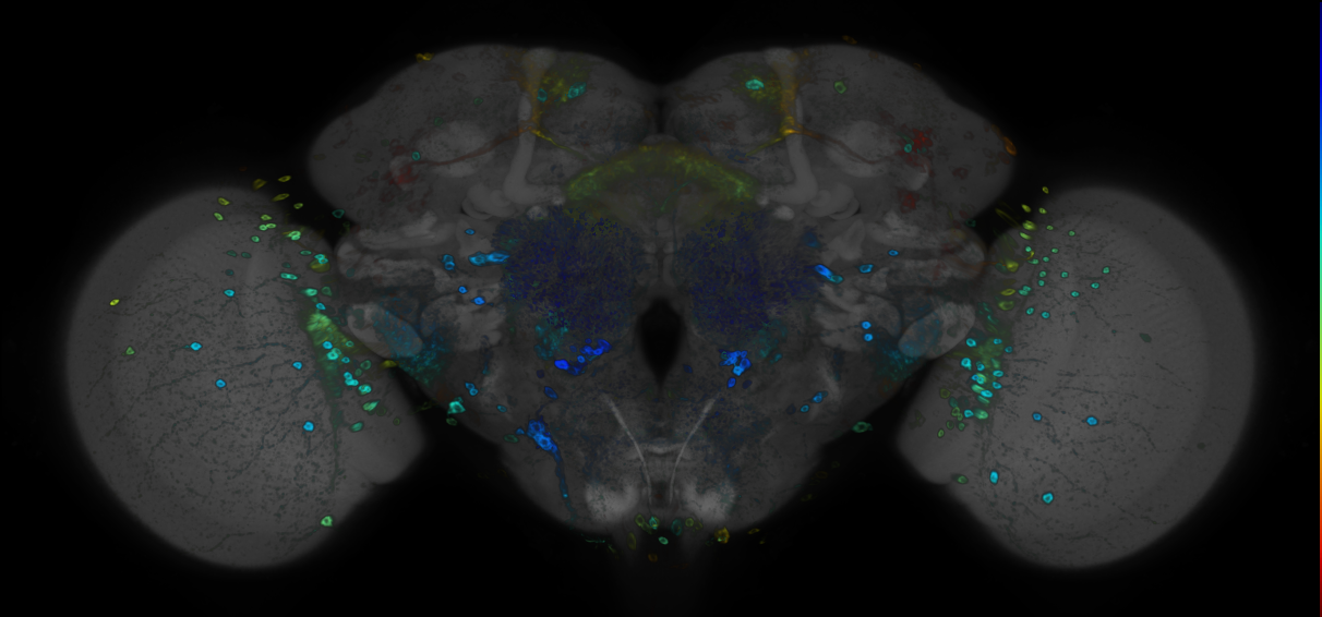 JRC_R72E09 GAL4 in the adult brain