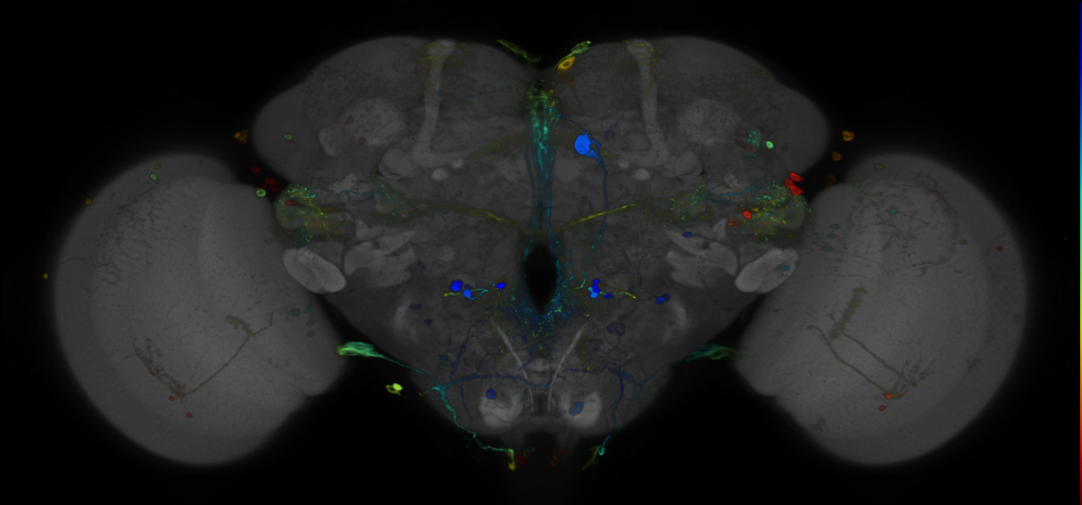 P{GMR44H01-GAL4} expression pattern