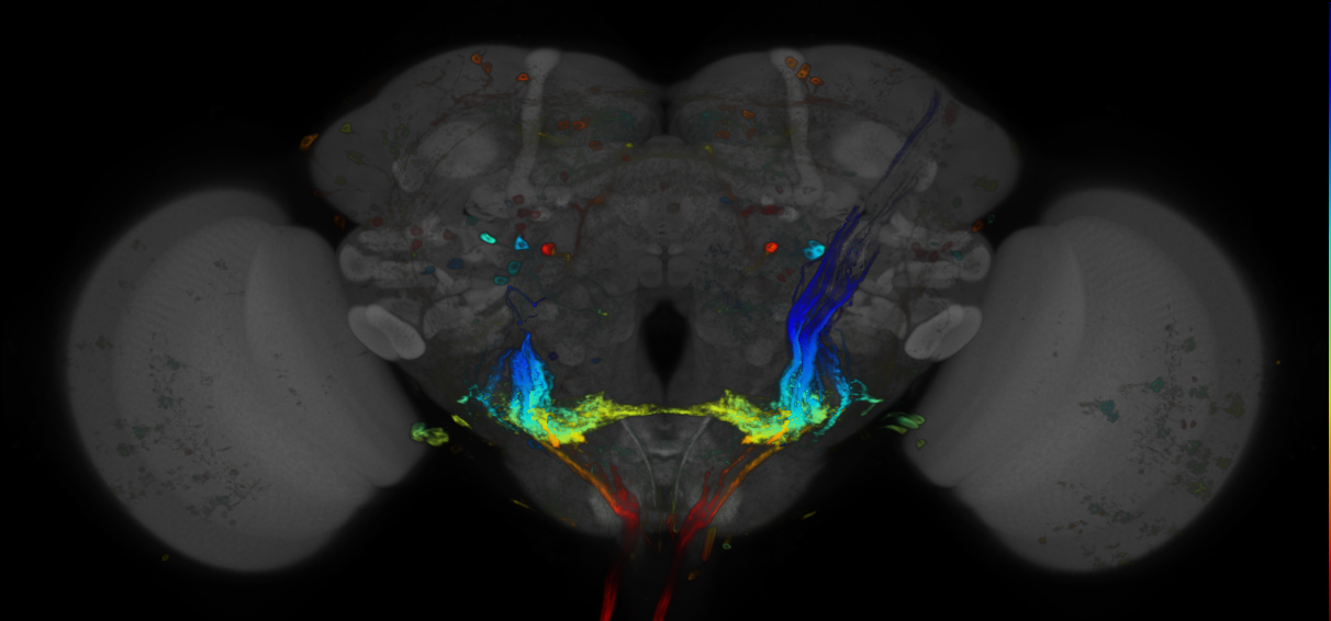 P{GMR86F02-GAL4} expression pattern