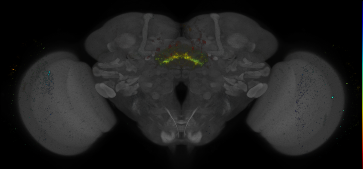 P{GMR29A11-GAL4} expression pattern