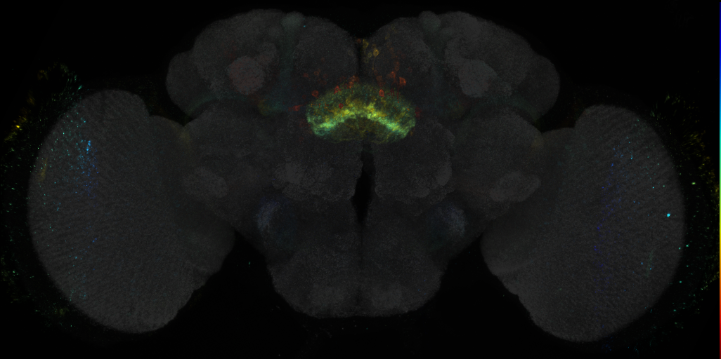 JRC_R29A11 GAL4 in the adult brain