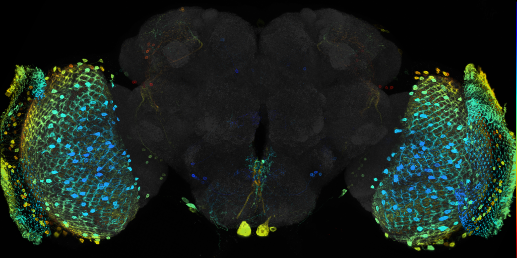 JRC_R71B10 GAL4 in the adult brain