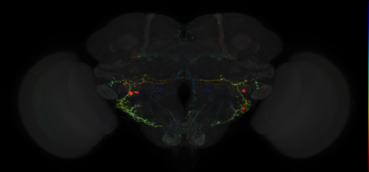 JRC_R33C11 GAL4 in the adult brain
