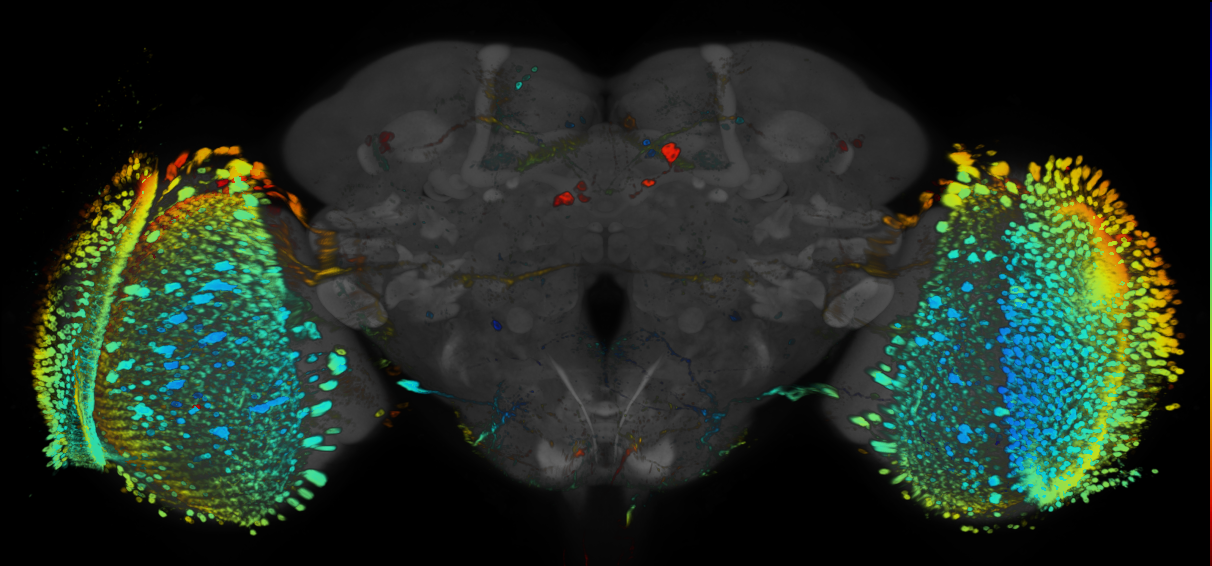 P{GMR75F06-GAL4} expression pattern