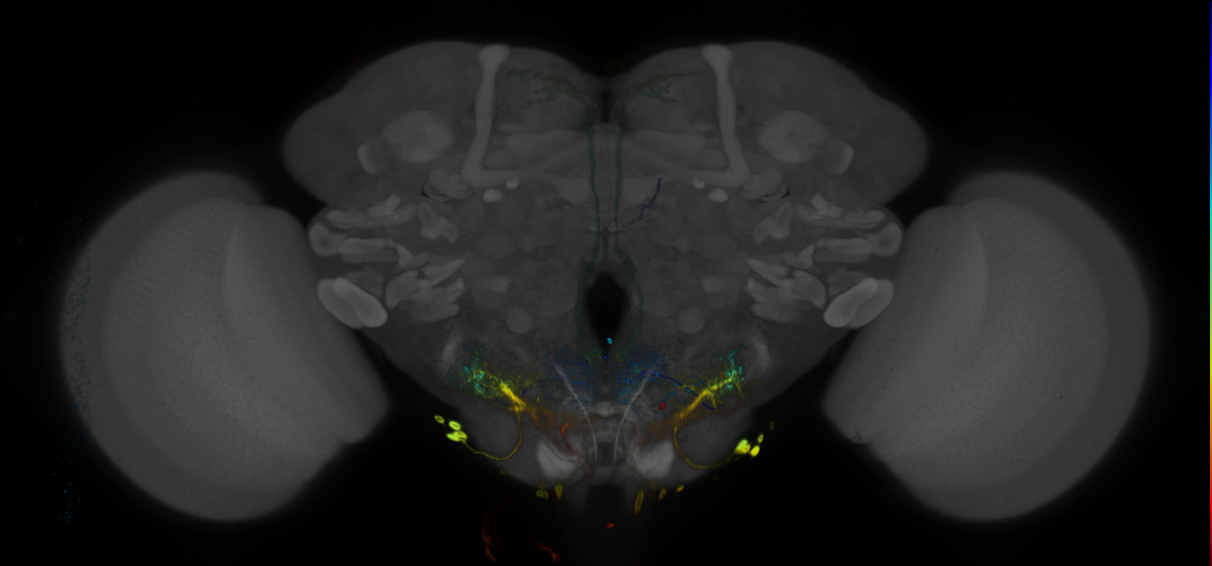 JRC_R17A10 GAL4 in the adult brain