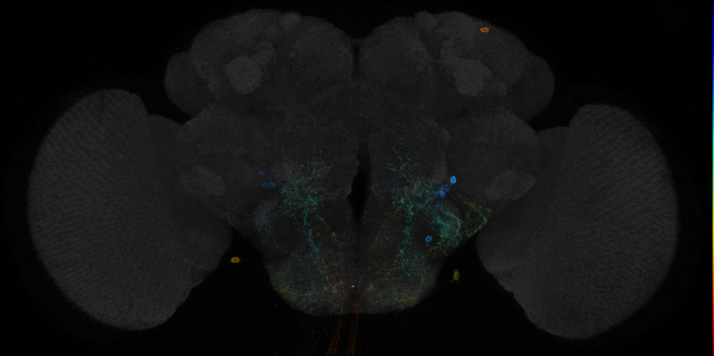JRC_R77B07 GAL4 in the adult brain