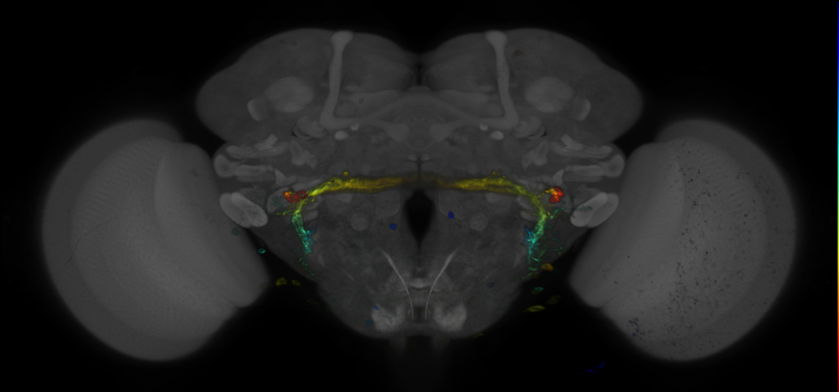 P{GMR32C04-GAL4} expression pattern