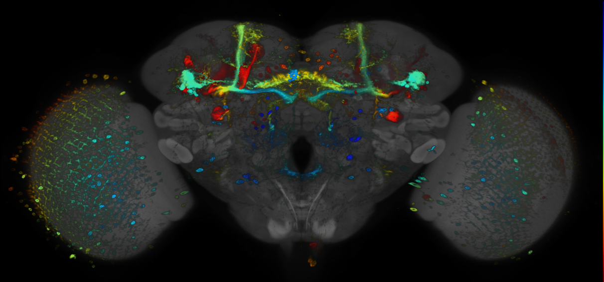 JRC_R67E08 GAL4 in the adult brain
