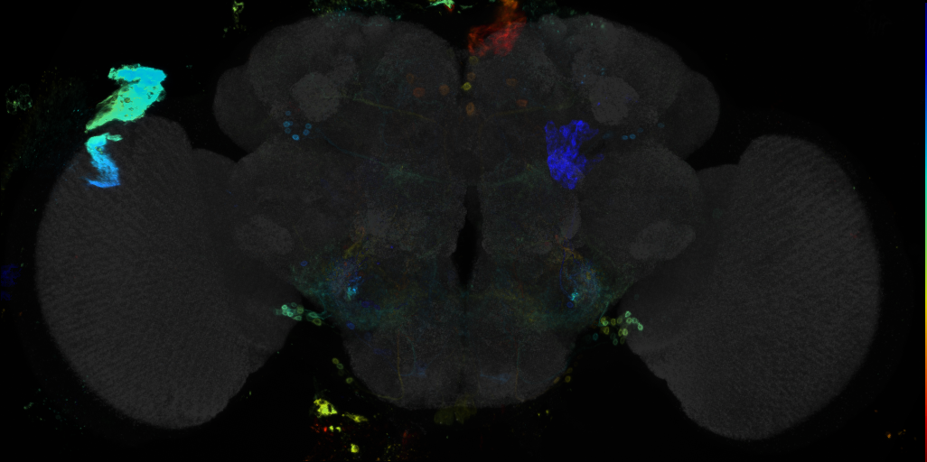 JRC_R42B10 GAL4 in the adult brain