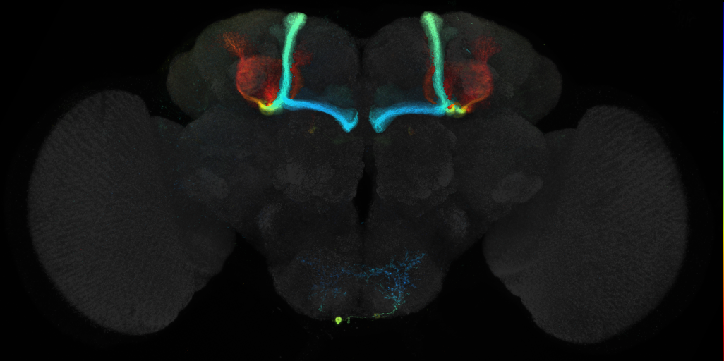 JRC_R44E03 GAL4 in the adult brain