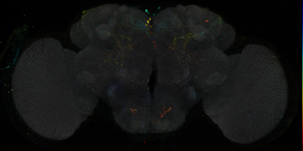 JRC_R52G07 GAL4 in the adult brain
