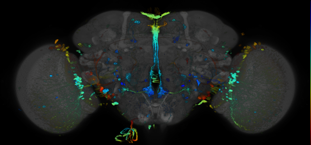 P{GMR93B01-GAL4} expression pattern
