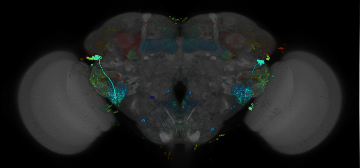 JRC_R37A11 GAL4 in the adult brain