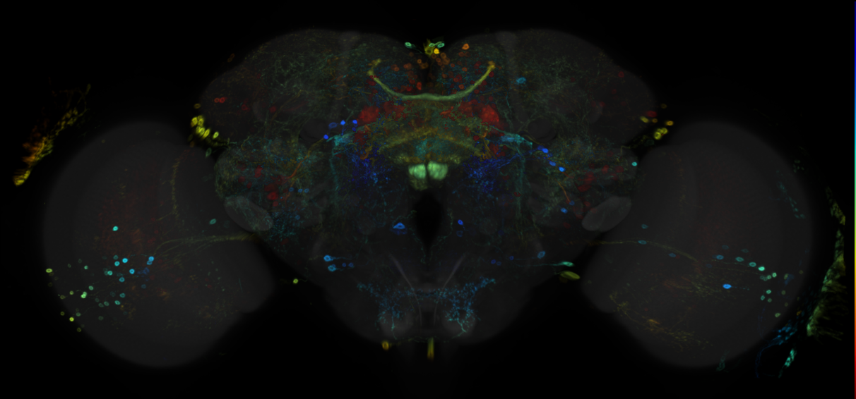 JRC_R49H02 GAL4 in the adult brain