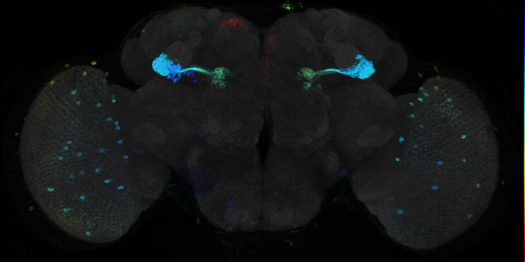 JRC_R52B02 GAL4 in the adult brain