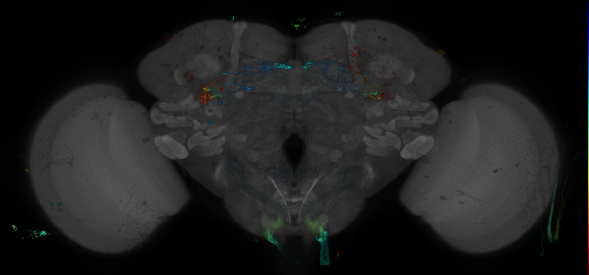 P{GMR25E10-GAL4} expression pattern