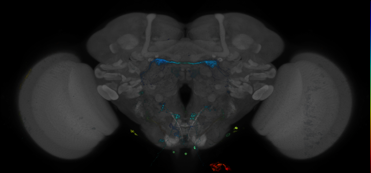P{GMR9F03-GAL4} expression pattern