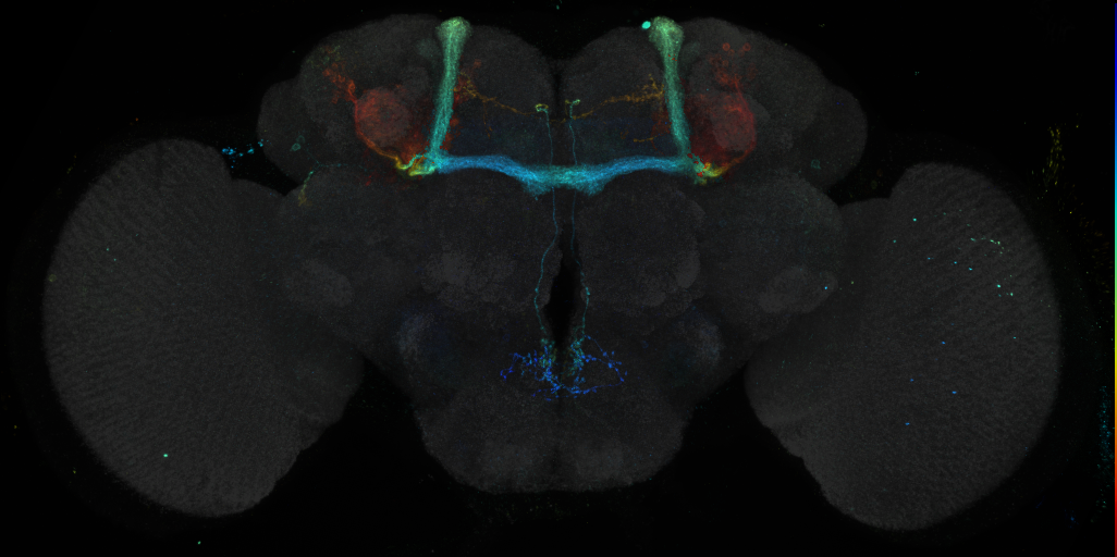 JRC_R27E04 GAL4 in the adult brain