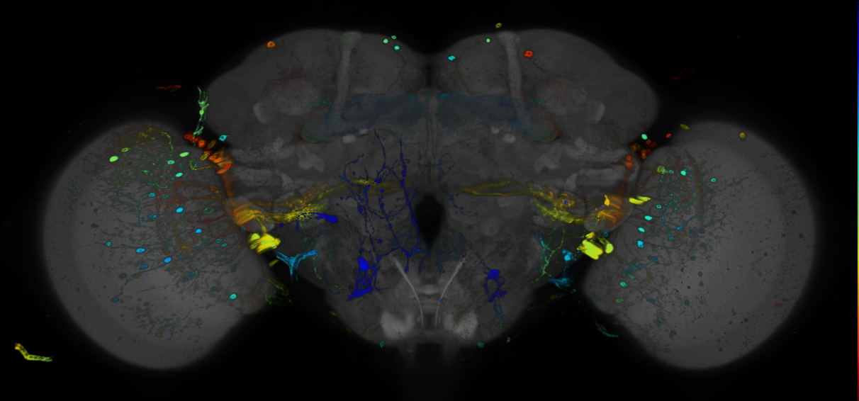 P{GMR39D04-GAL4} expression pattern