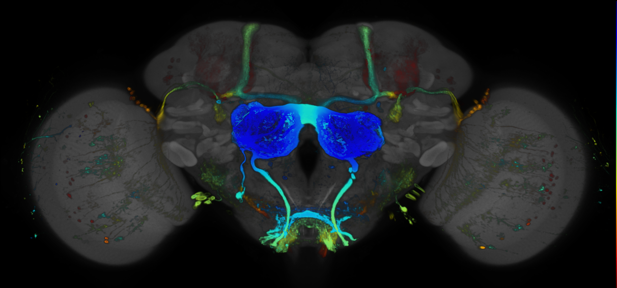 P{GMR84C02-GAL4} expression pattern