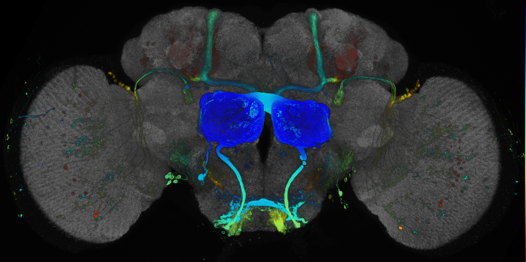 P{GMR84C02-GAL4} expression pattern