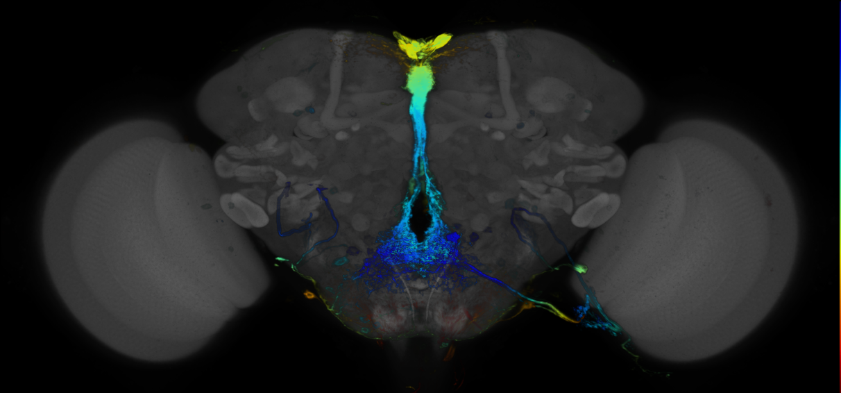 JRC_R26B01 GAL4 in the adult brain