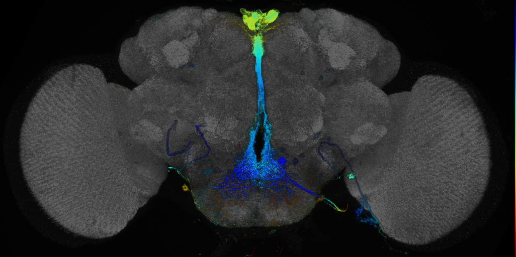 JRC_R26B01 GAL4 in the adult brain