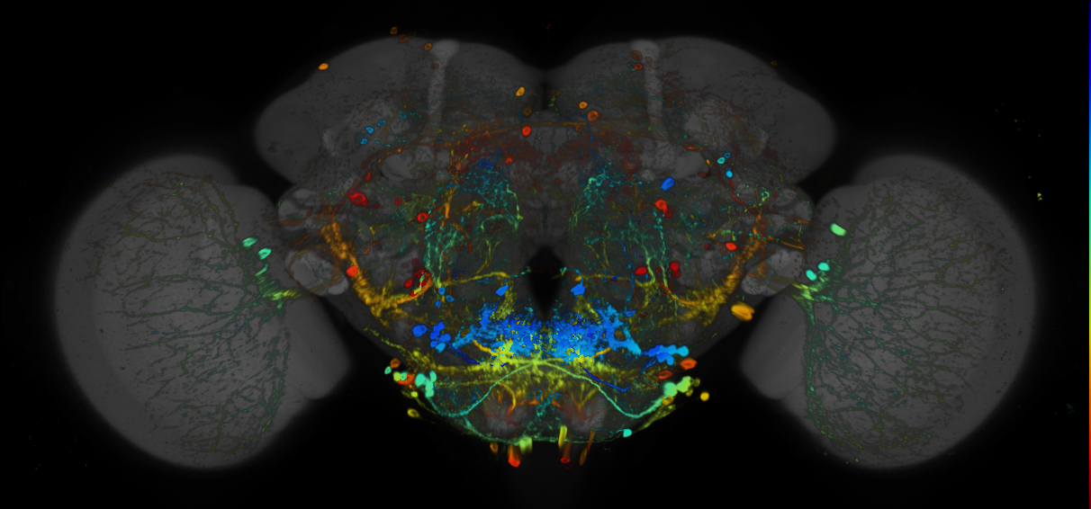 JRC_R20E07 GAL4 in the adult brain