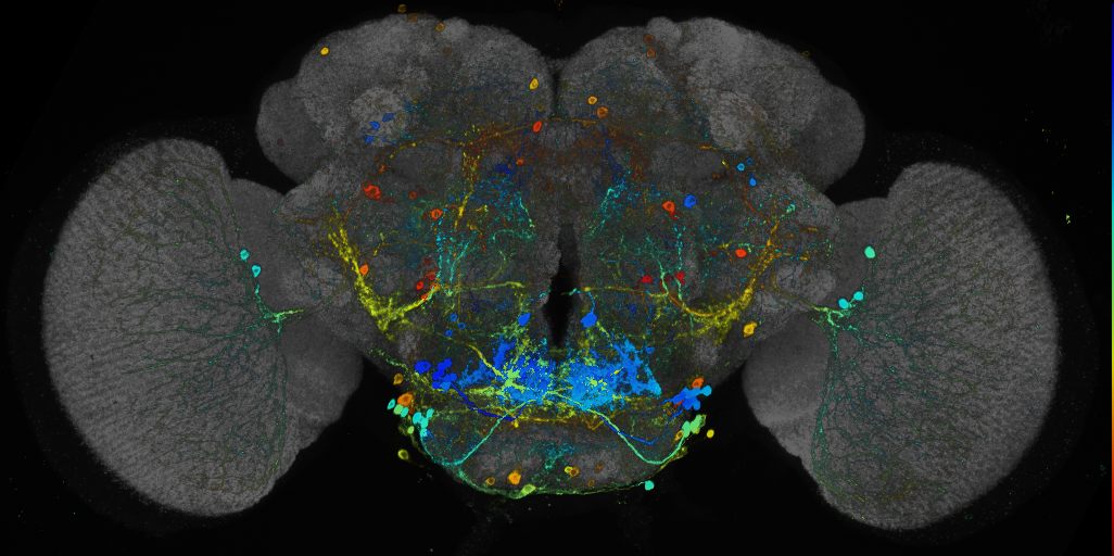 JRC_R20E07 GAL4 in the adult brain