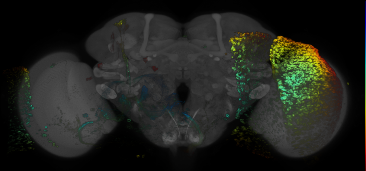 P{GMR65G10-GAL4} expression pattern