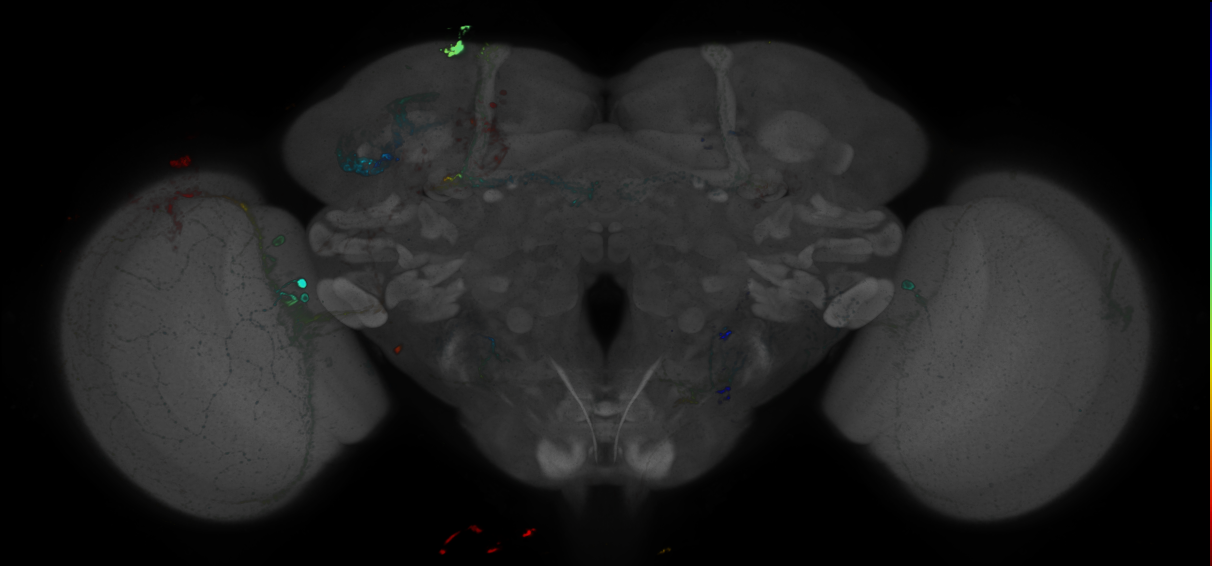 P{GMR42C01-GAL4} expression pattern
