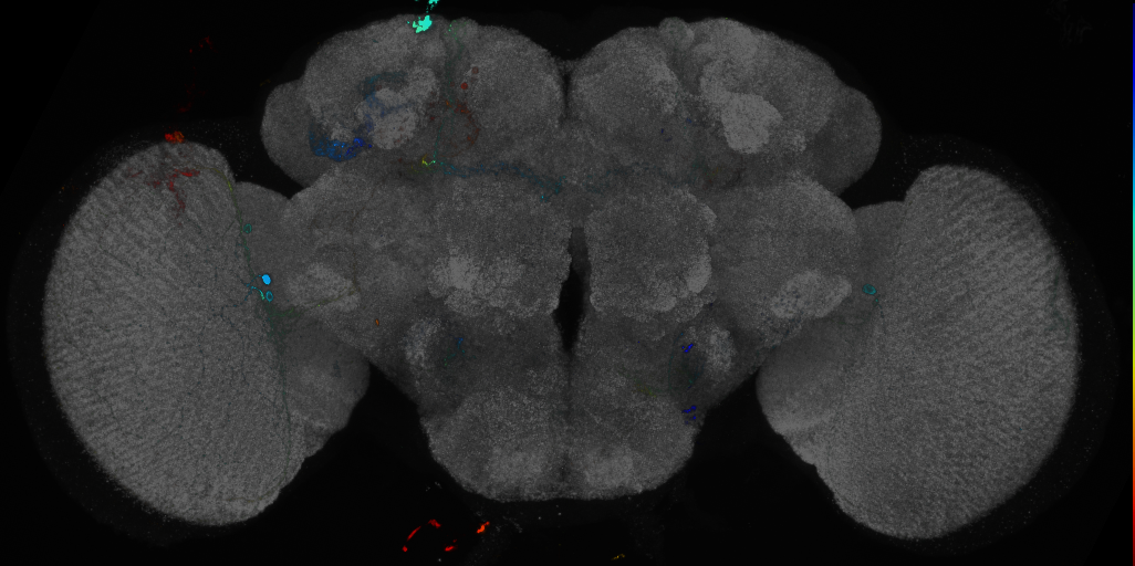 P{GMR42C01-GAL4} expression pattern