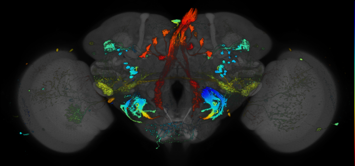 JRC_R95A11 GAL4 in the adult brain