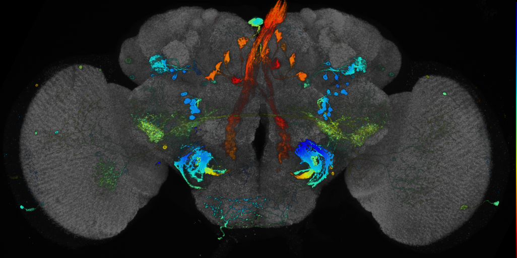 JRC_R95A11 GAL4 in the adult brain
