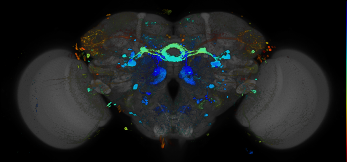 P{GMR42D01-GAL4} expression pattern